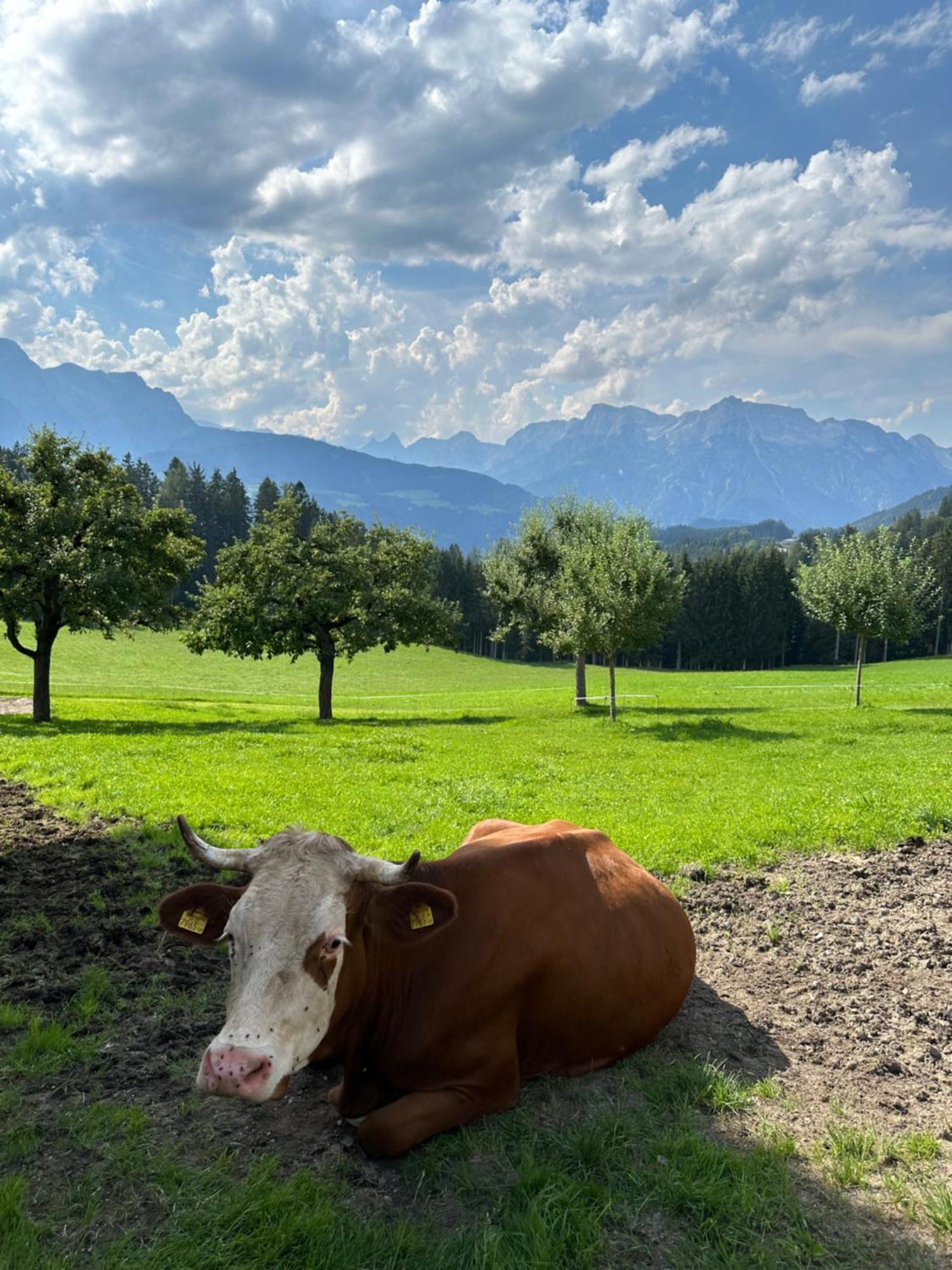 Frische Bergluft Und Laendlicher Charme - Ihr Aktiver Urlaub Am Muehlauhof Mühlbach am Hochkönig 外观 照片